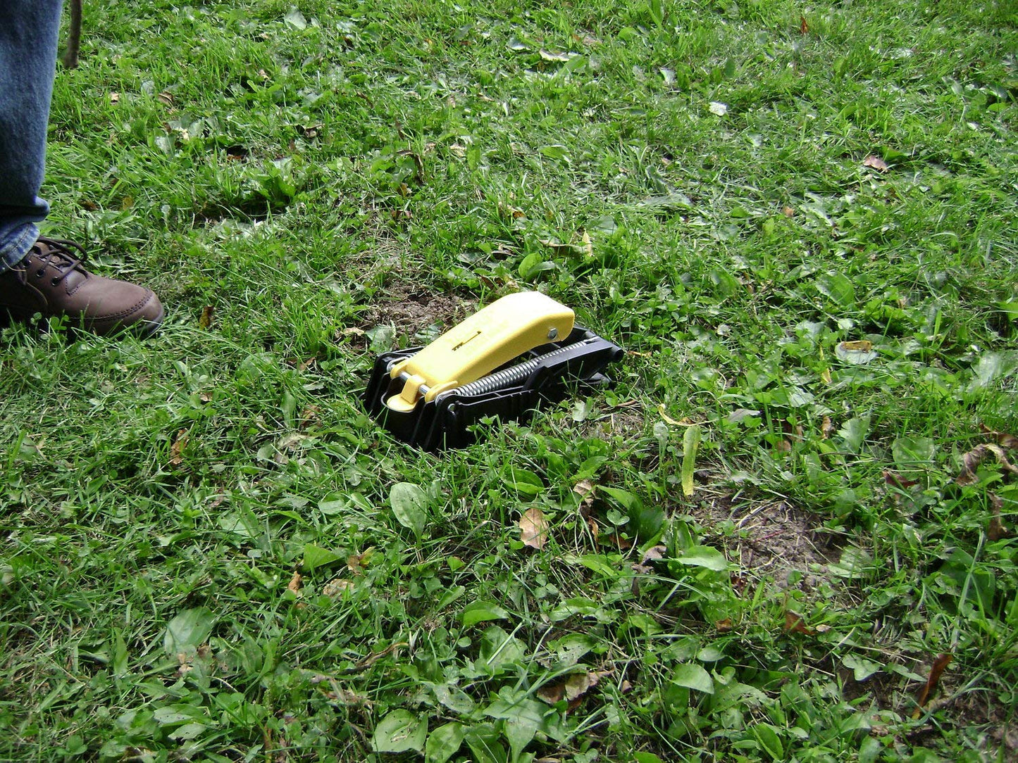 Tomcat Mole Trap